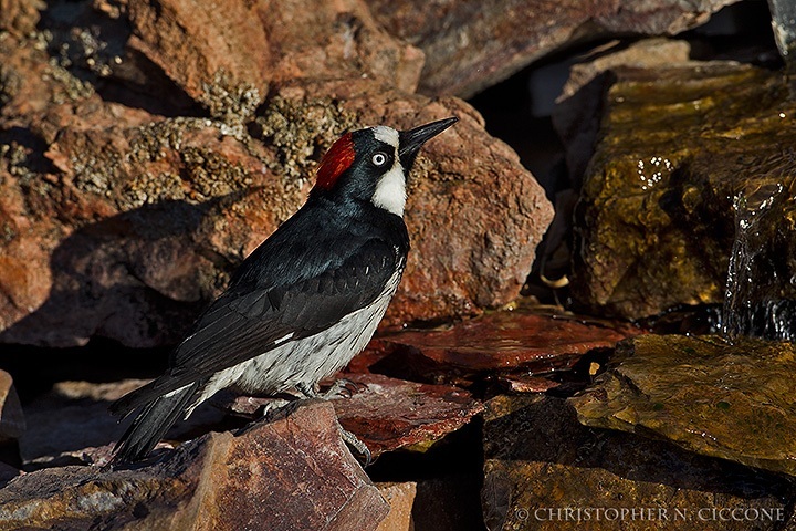 Acorn Woodpecker