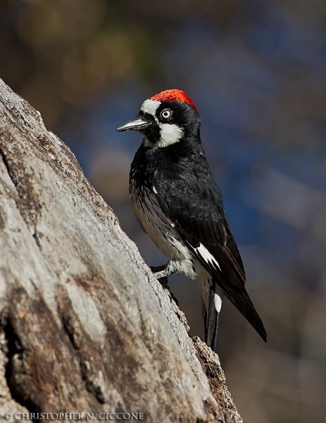 Acorn Woodpecker