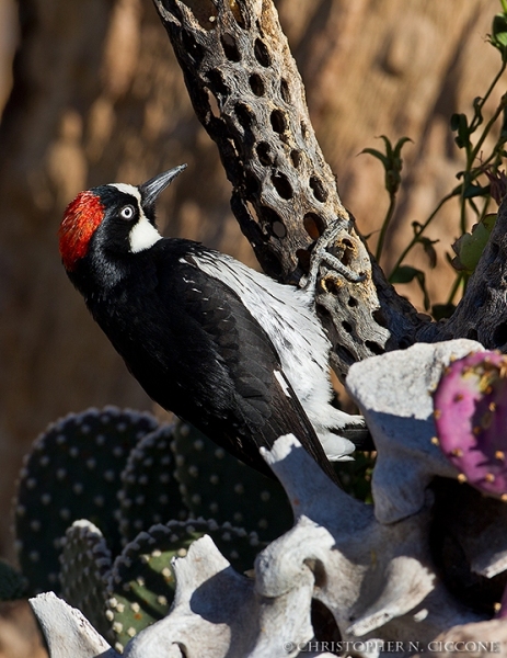 Acorn Woodpecker