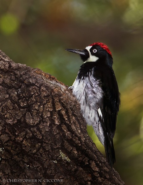 Acorn Woodpecker