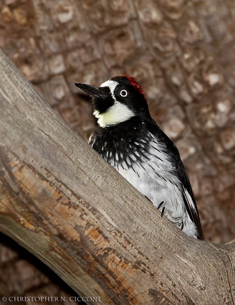 Acorn Woodpecker