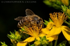 Honey Bee