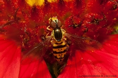 Hover Fly