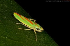 Leafhopper