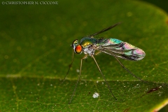 Fly (Unidentified Sp)