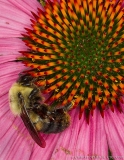 Bee (Unidentified Sp)