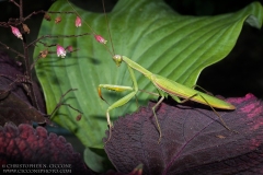 Praying Mantis