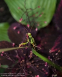 Praying Mantis