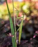 Praying Mantis