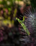 Praying Mantis