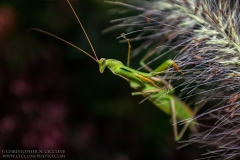 Praying Mantis