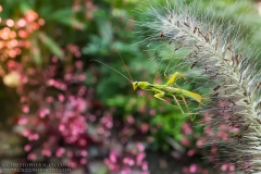 Praying Mantis