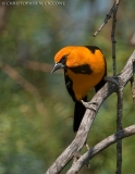 Altamira Oriole