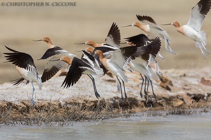 American Avocet