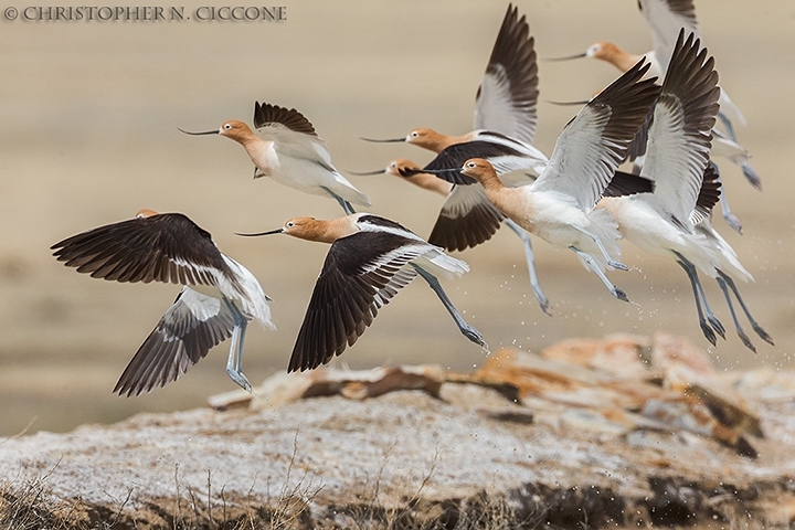 American Avocet