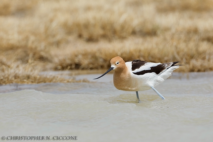 American Avocet