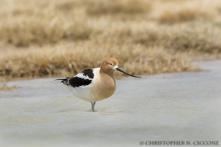 American Avocet