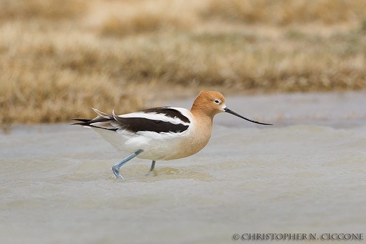 American Avocet