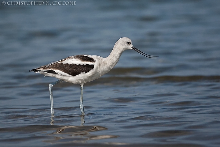 American Avocet