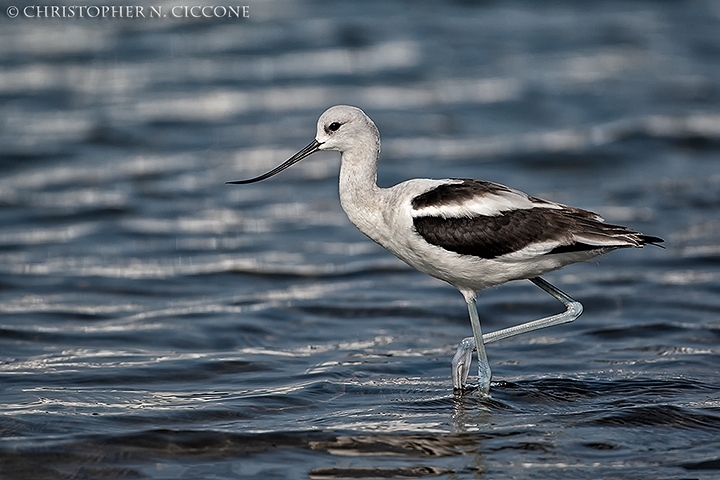 American Avocet