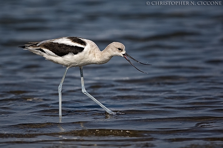 American Avocet