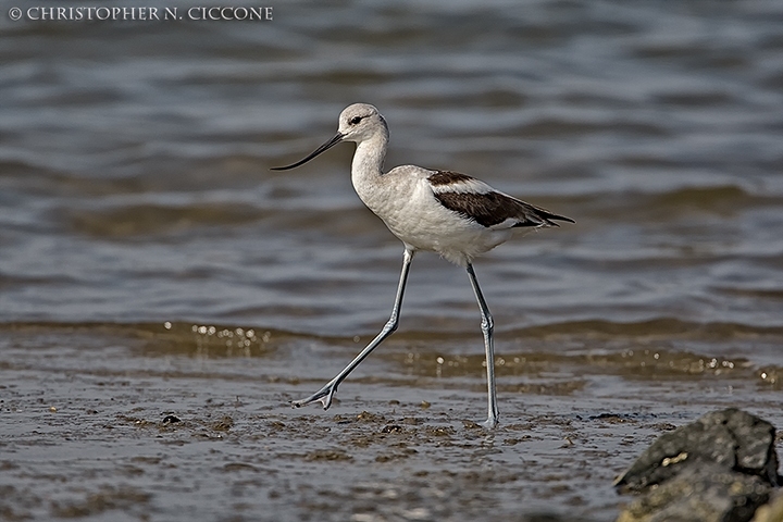 American Avocet