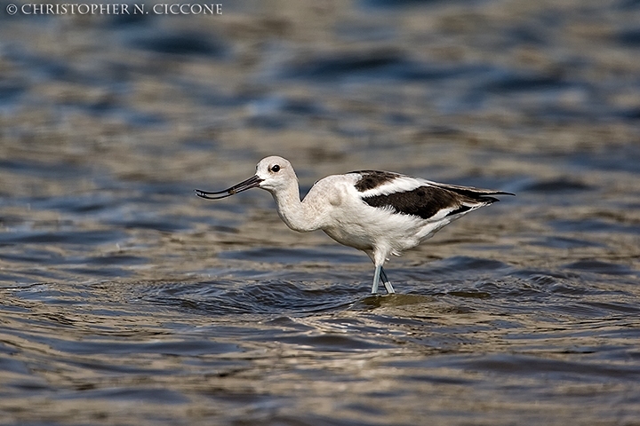 American Avocet