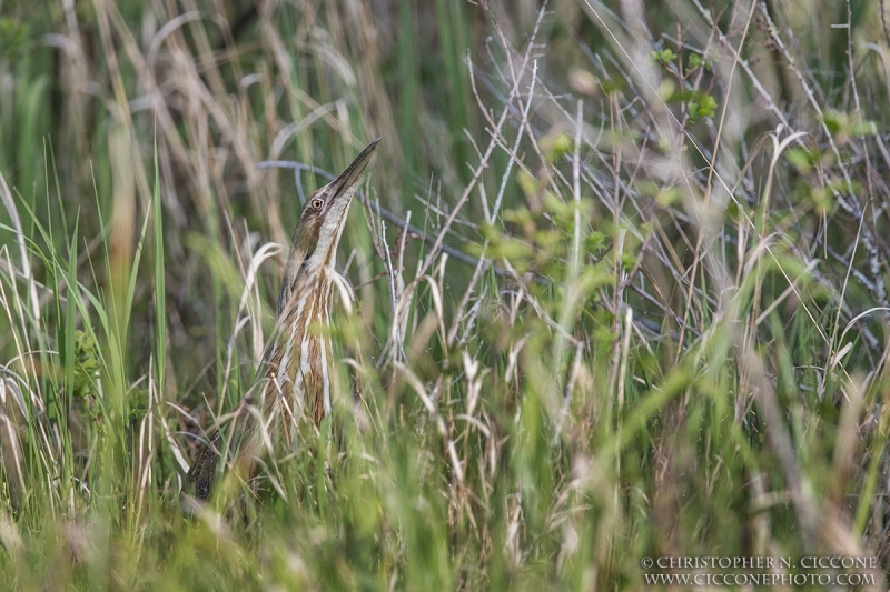 American Bittern