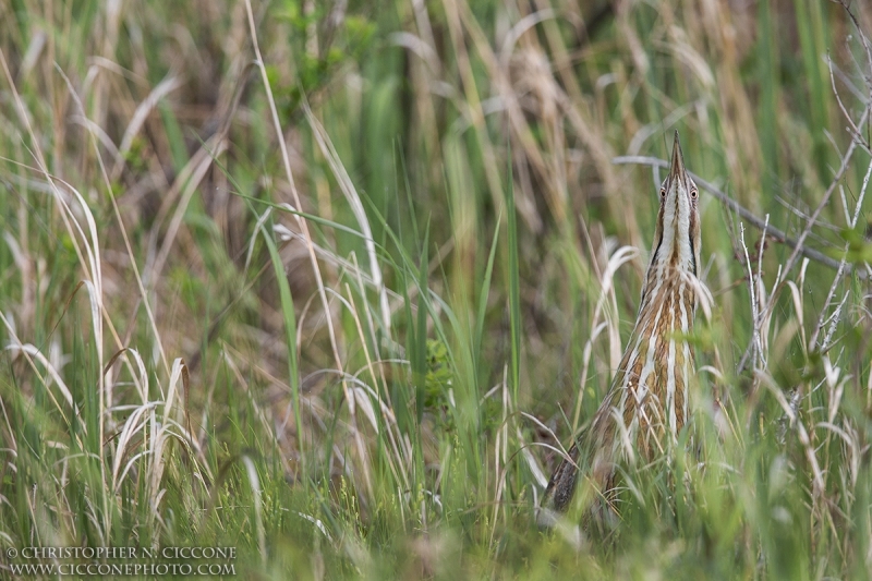 American Bittern