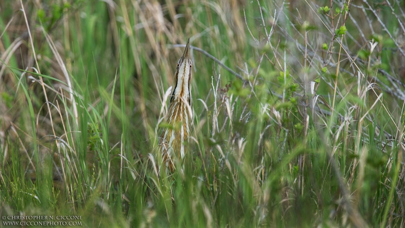 American Bittern