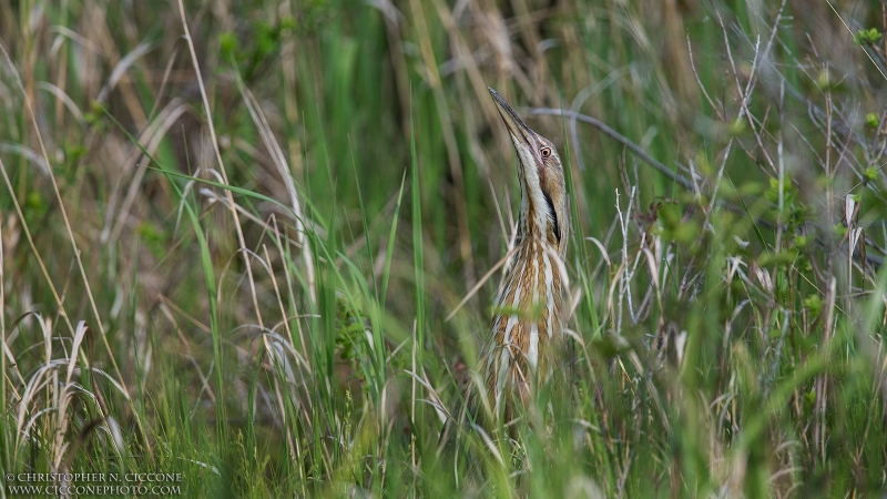 American Bittern