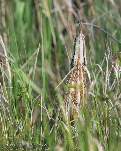 American Bittern