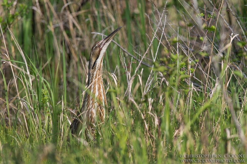 American Bittern