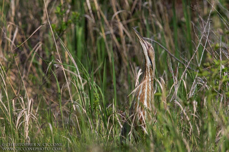 American Bittern