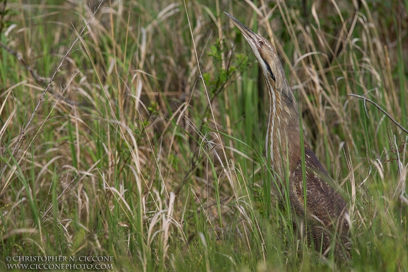 American Bittern