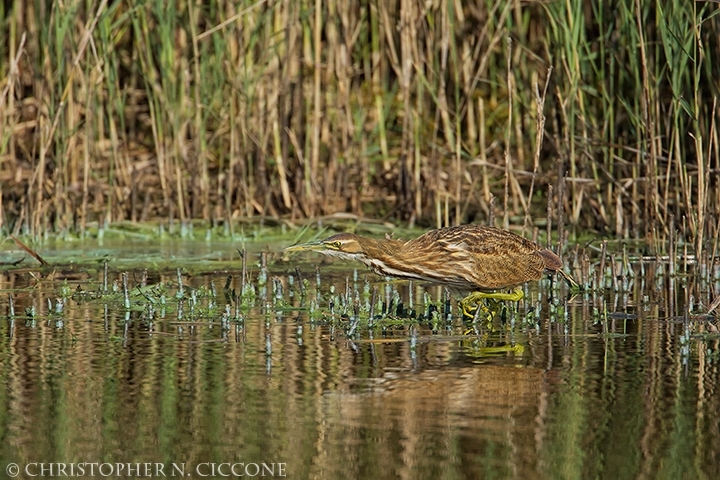 American Bittern