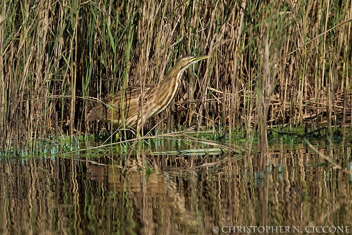 American Bittern