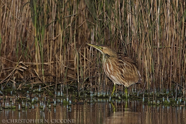 American Bittern