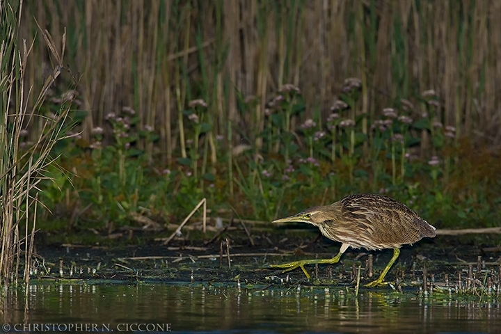 American Bittern