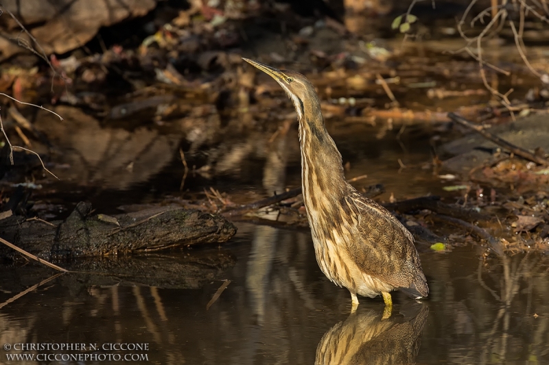 American Bittern