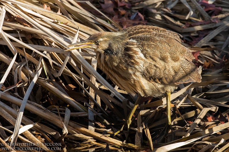 American Bittern