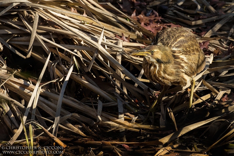 American Bittern