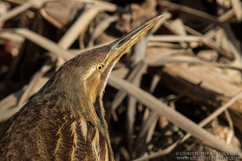 American Bittern