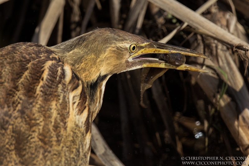 American Bittern