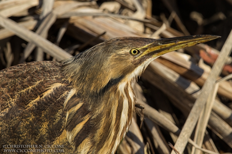 American Bittern