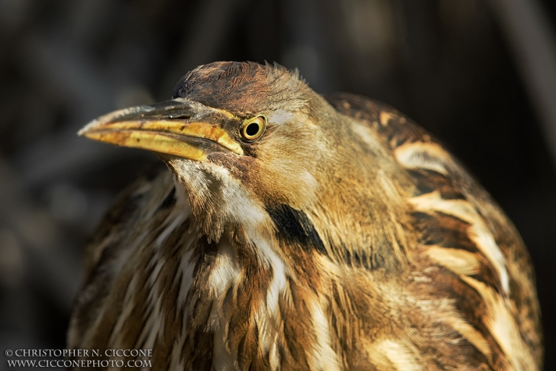 American Bittern