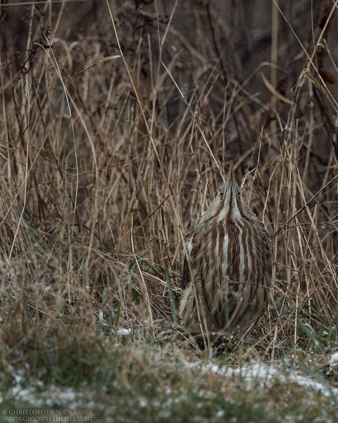 American Bittern