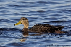 American Black Duck