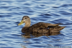 American Black Duck