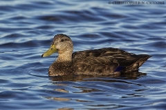 American Black Duck